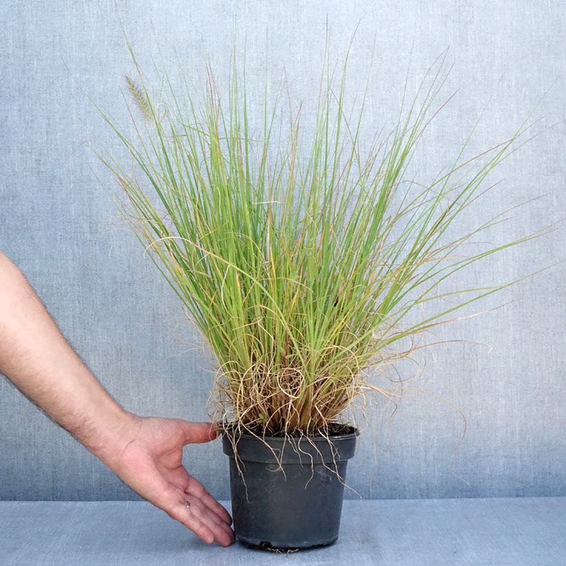 Esemplare di Pennisetum alopecuroïdes National Arboretum Vaso da 3L/4L consegnato in estate