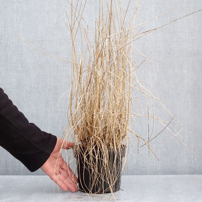 Pennisetum alopecuroïdes National Arboretum Vaso da 3L/4L esemplare consegnato in primavera
