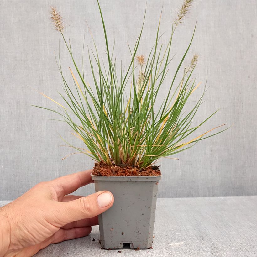 Esemplare di Pennisetum alopecuroïdes Piglet Vasetto da 8/9 cm come consegnato in autunno