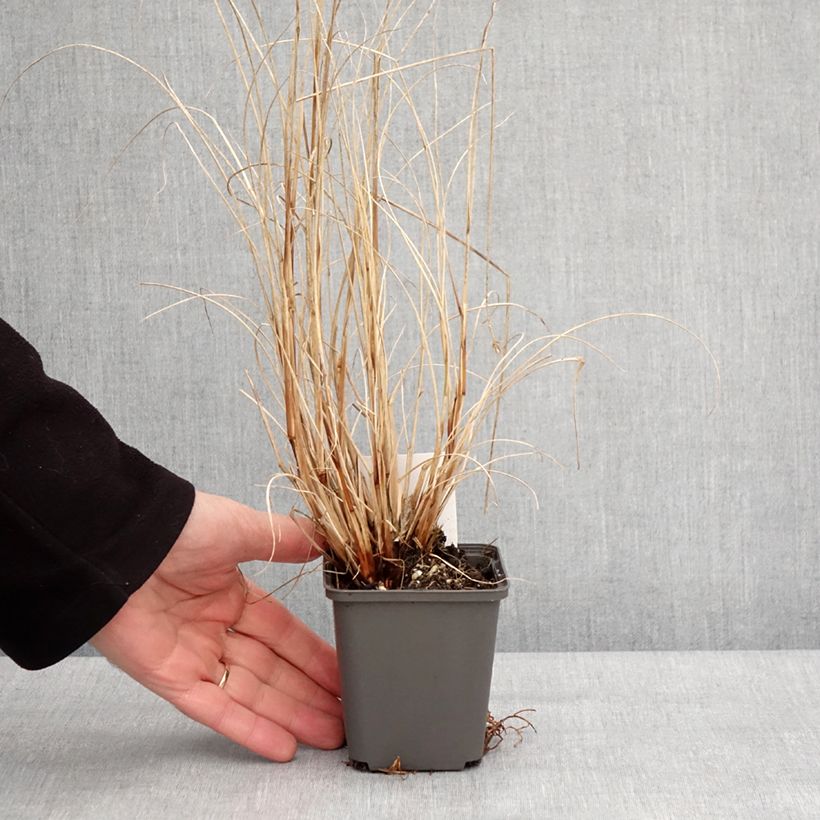 Pennisetum alopecuroïdes Piglet Vasetto da 8/9 cm esemplare consegnato in inverno