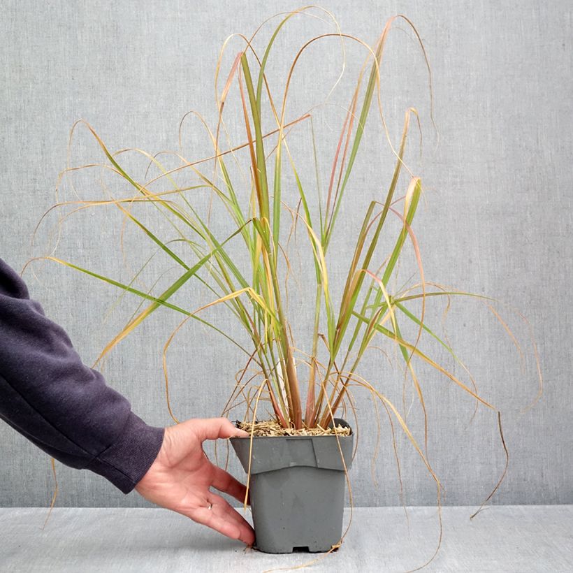 Esemplare di Pennisetum alopecuroïdes Red Head Vaso da 2L/3L come consegnato in autunno