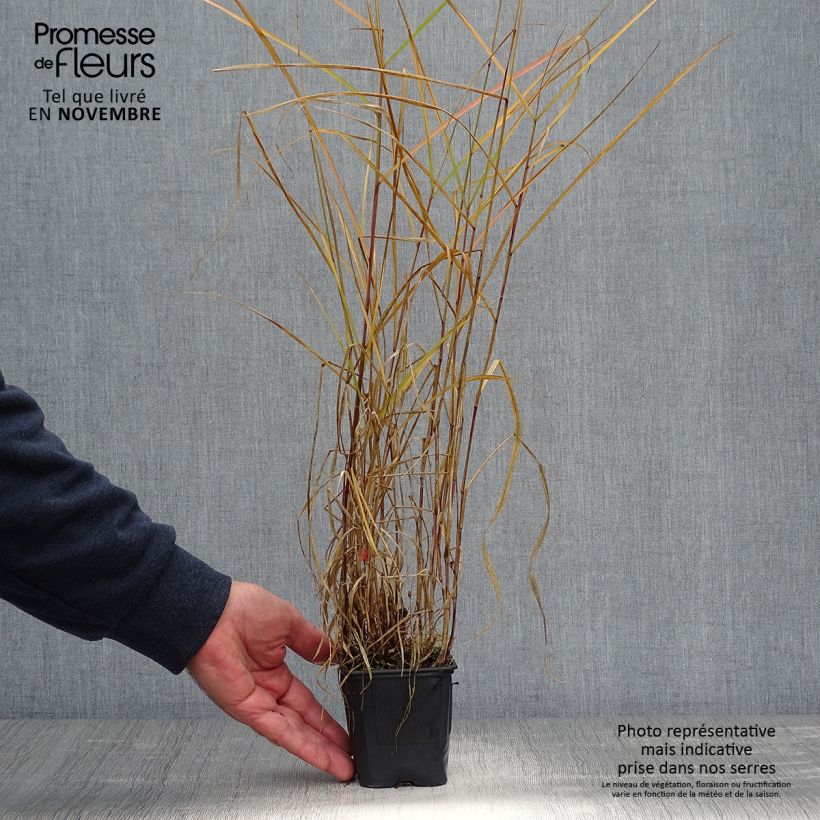 Esemplare di Pennisetum incomptum Vasetto da 8/9 cm come consegnato in autunno
