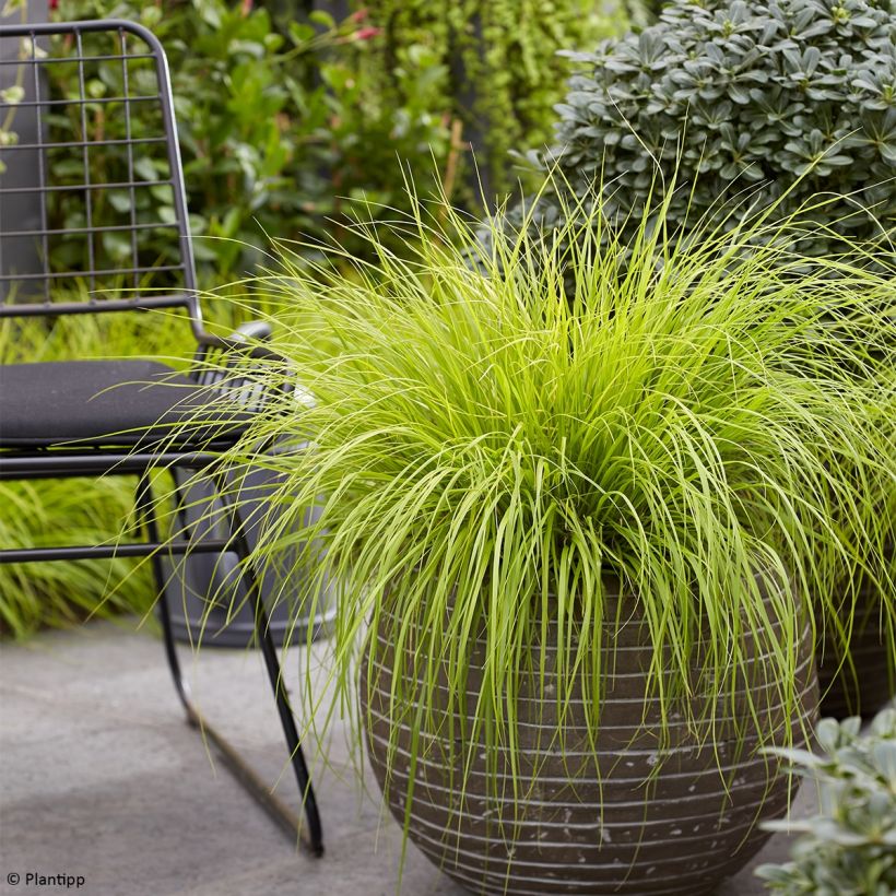 Pennisetum alopecuroides Lumen Gold (Porto)