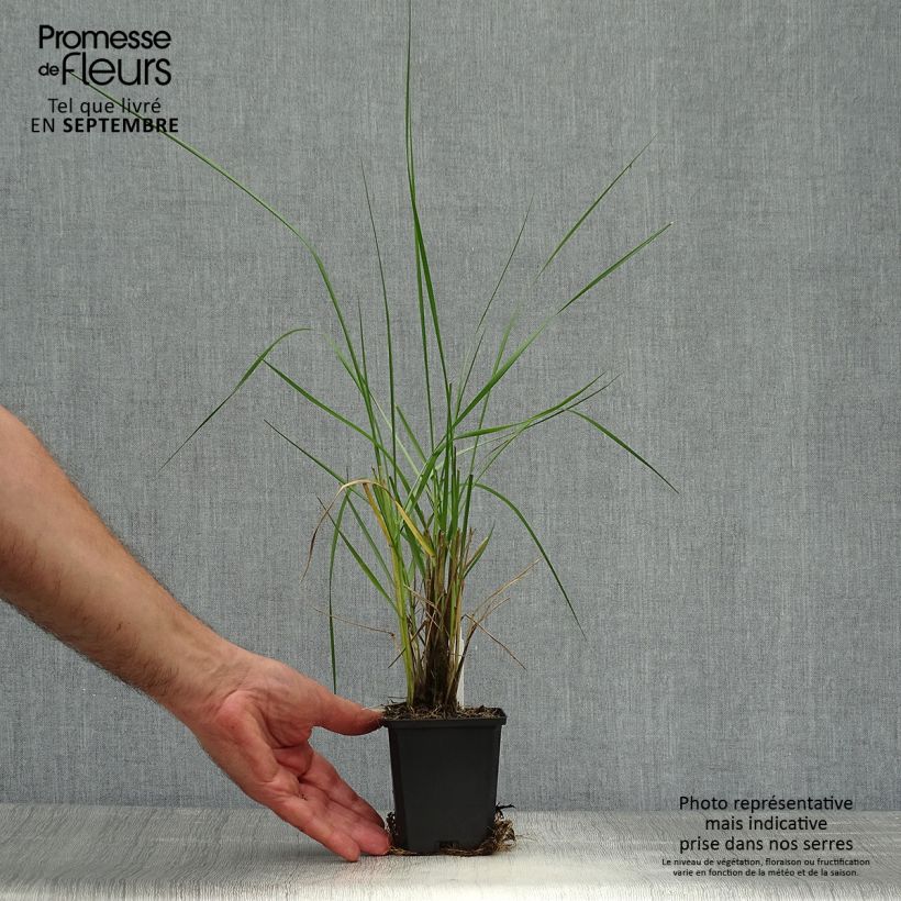 Esemplare di Pennisetum macrourum Vasetto da 8/9 cm come consegnato in autunno