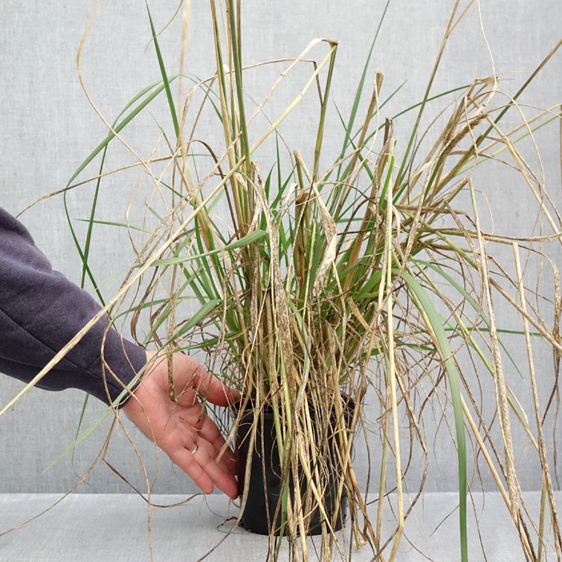 Esemplare di Pennisetum macrourum White Lancer Vaso da 1,5L/2L come consegnato in autunno