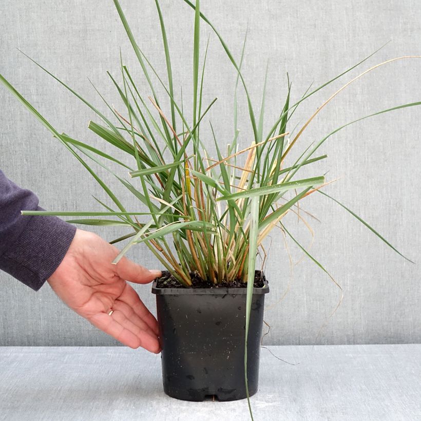 Pennisetum macrourum White Lancer Vaso da 1,5L/2L esemplare consegnato in primavera