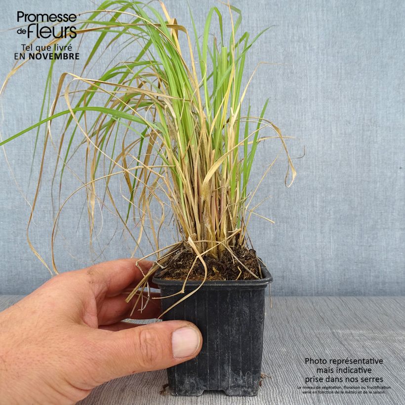Esemplare di Pennisetum massaicum Red Button Vasetto da 8/9 cm come consegnato in autunno