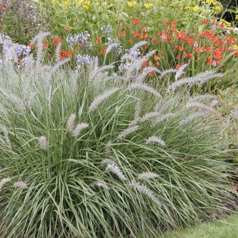 Pennisetum orientale (Porto)