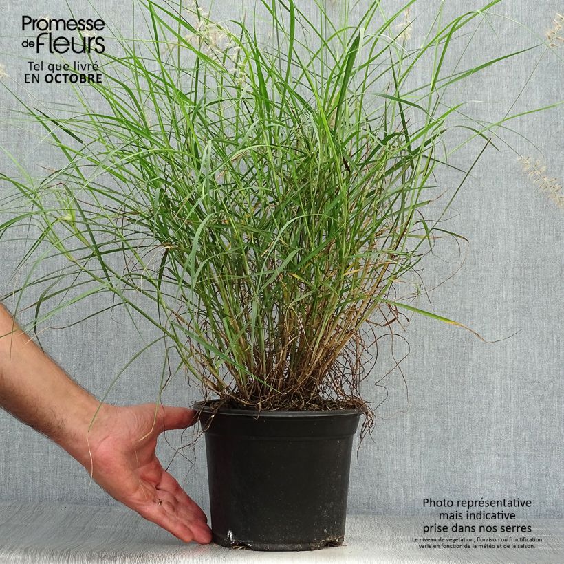 Esemplare di Pennisetum orientale Vaso da 2L/3L come consegnato in autunno
