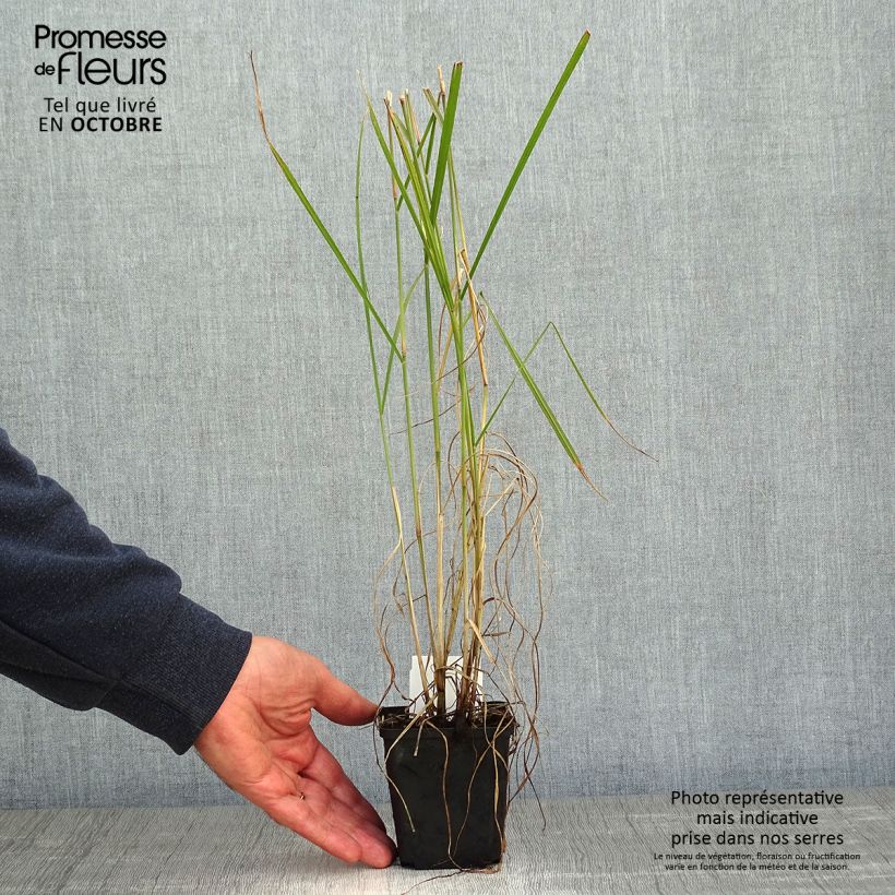 Esemplare di Pennisetum orientale Fairy Tails Vasetto da 8/9 cm come consegnato in autunno