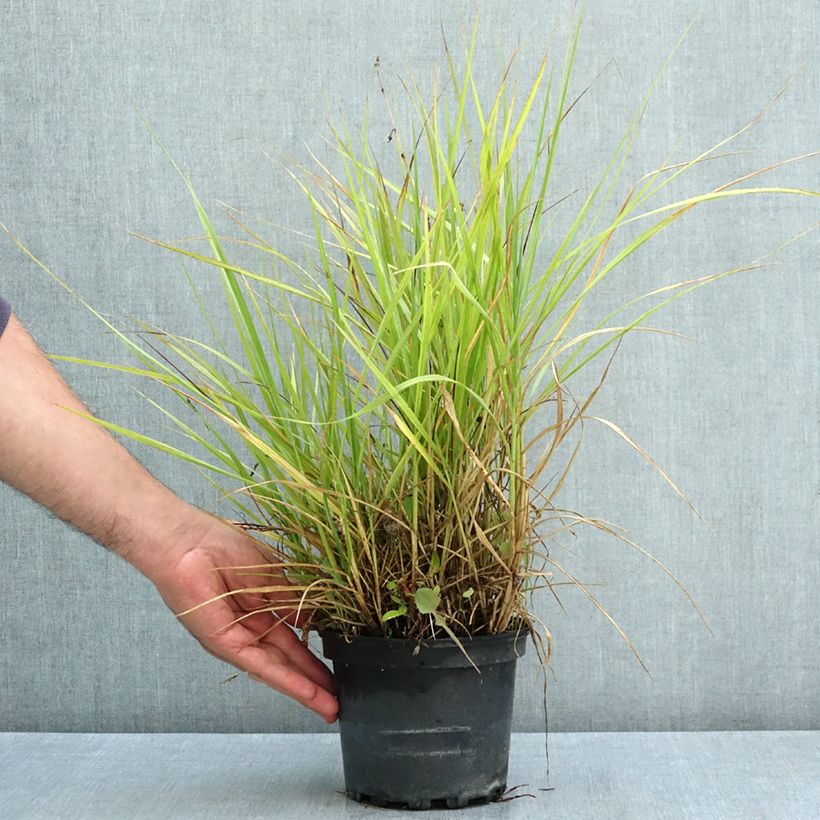 Esemplare di Pennisetum orientale Fairy Tails Vaso da 2L/3L consegnato in estate