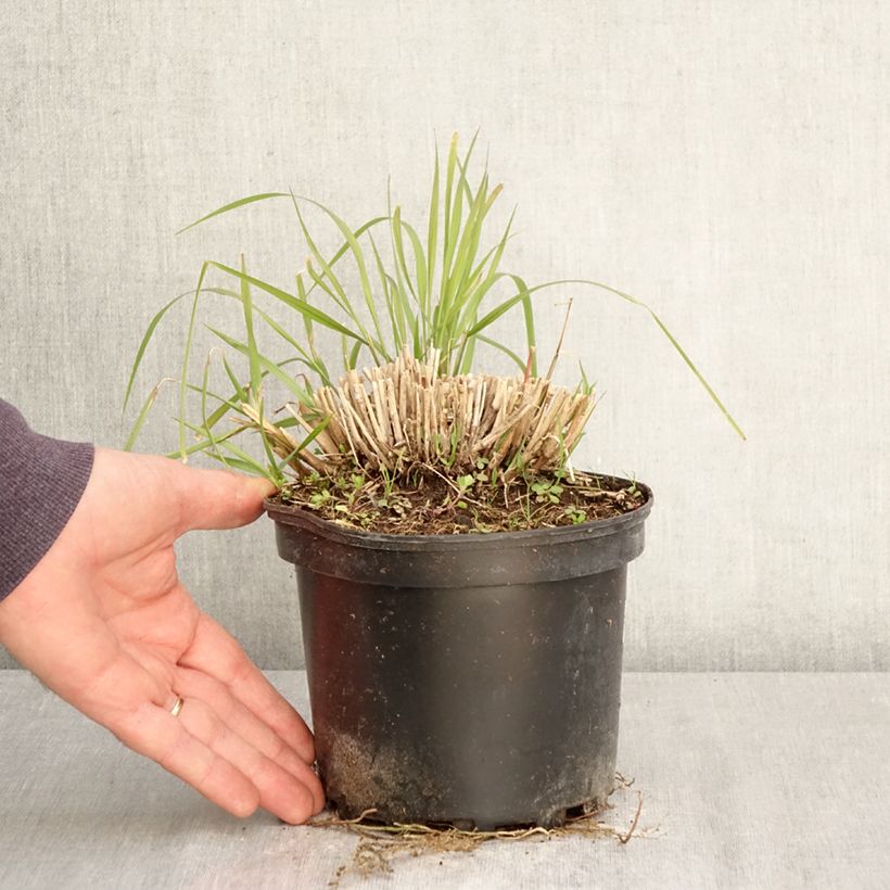 Pennisetum orientale Fairy Tails Vaso da 2L/3L esemplare consegnato in primavera
