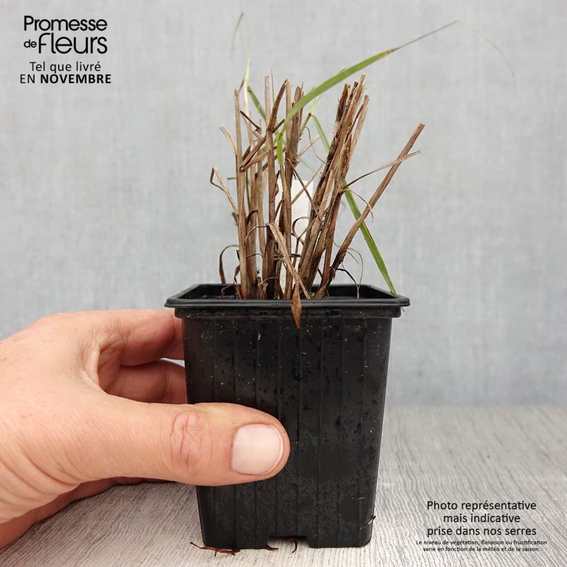 Esemplare di Pennisetum orientale JS Dance With Me Vasetto da 8/9 cm come consegnato in autunno