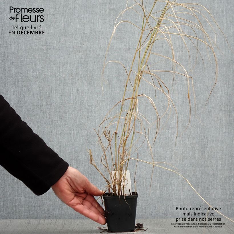 Esemplare di Pennisetum orientale Karley Rose Vasetto da 8/9 cm come consegnato in autunno