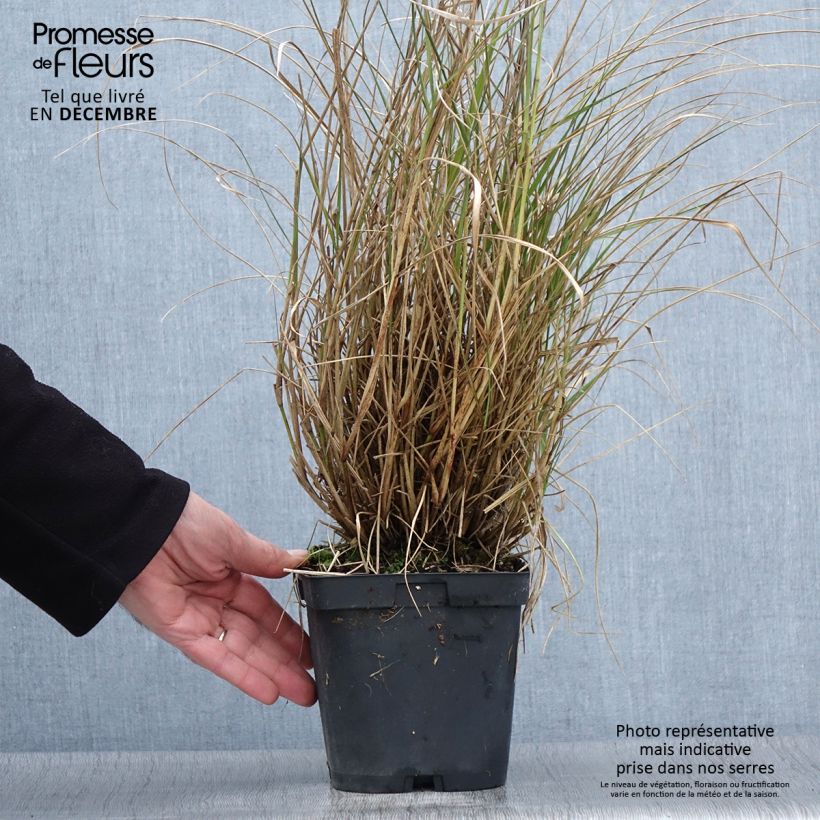 Esemplare di Pennisetum orientale Tall Tails Vaso da 2L/3L come consegnato in autunno