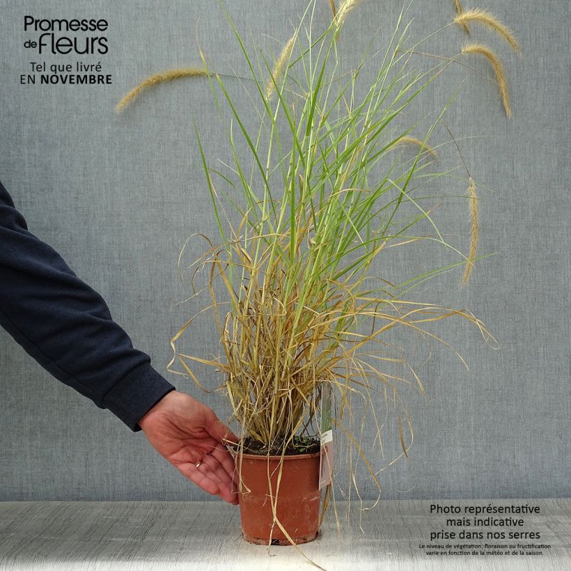 Esemplare di Pennisetum advena Skyrocket Vaso da 1L/1,5L come consegnato in autunno