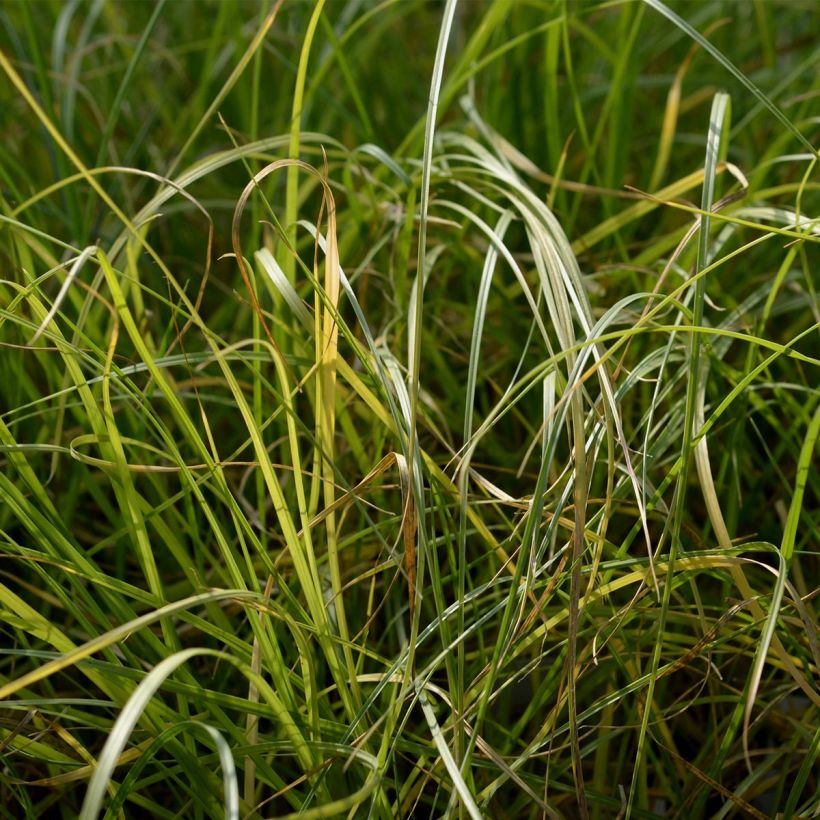 Pennisetum villosum - Penniseto lanceolato (Fogliame)