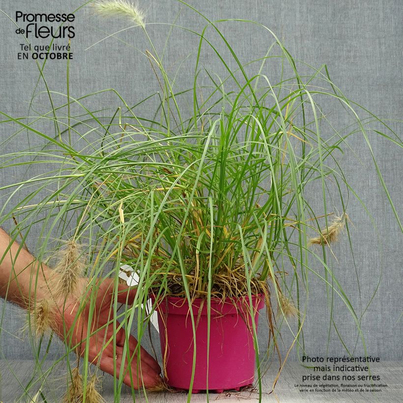 Esemplare di Pennisetum villosum - Penniseto lanceolato Vaso da 2L/3L come consegnato in autunno