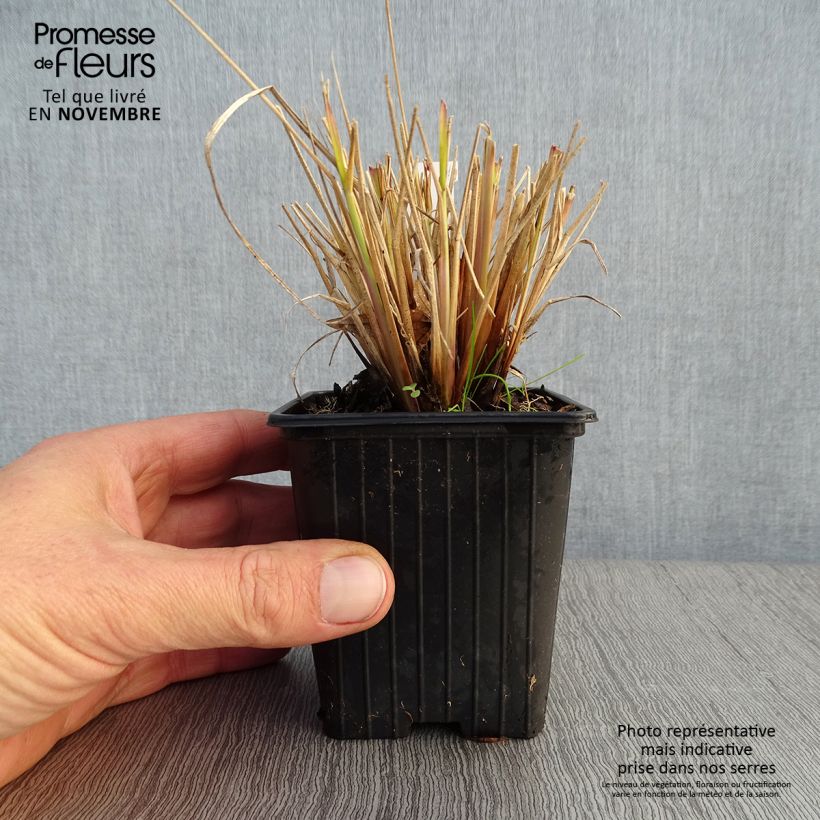 Esemplare di Pennisetum Windy Simonette Vasetto da 8/9 cm come consegnato in autunno