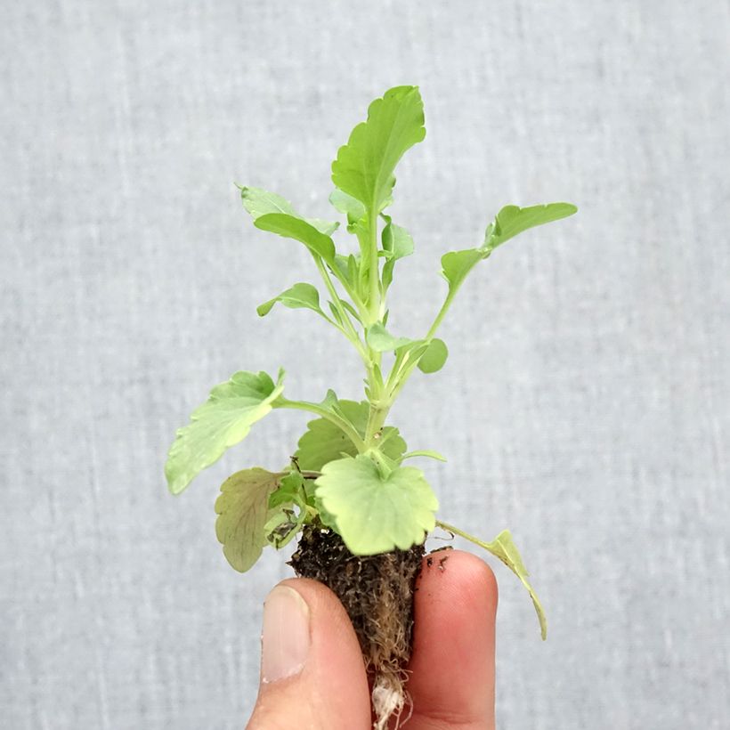 Esemplare di Viola F1 Félix Mix Mini zolla: zolla da 2,2 cm x 2 cm in vassoio di coltivazione da 35 pezzi come consegnato in autunno