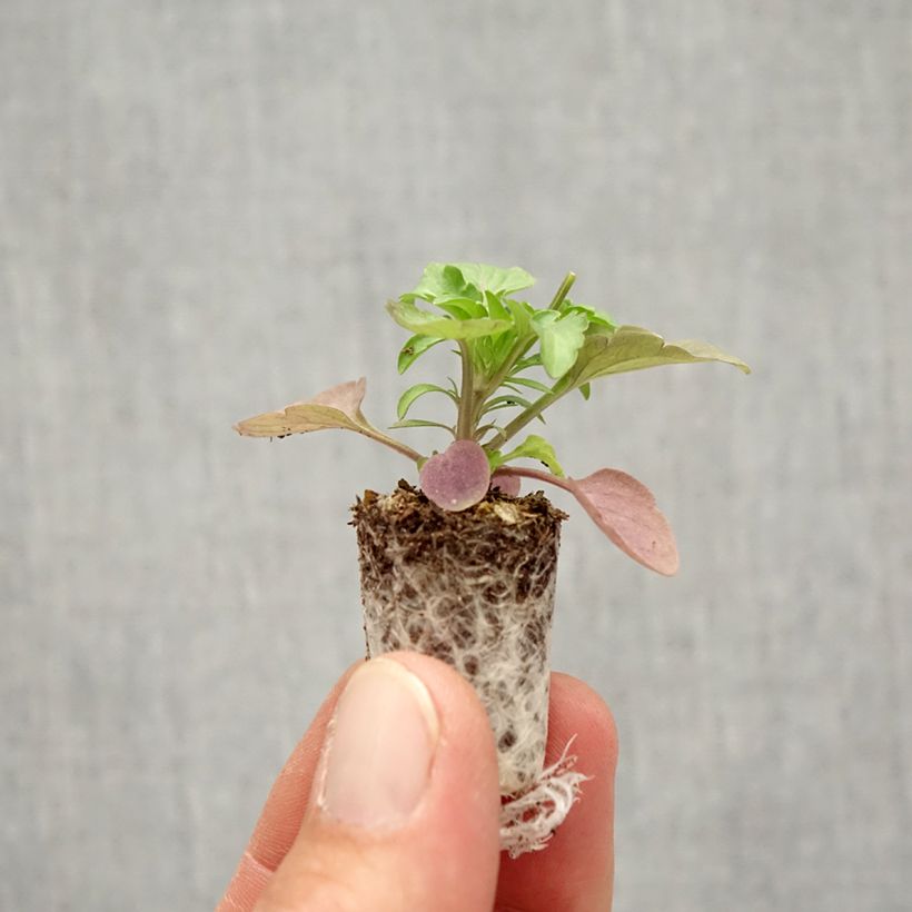 Esemplare di Viola Cool Wave Frost Mini zolla Ø 1,5/2,5 cm come consegnato in autunno
