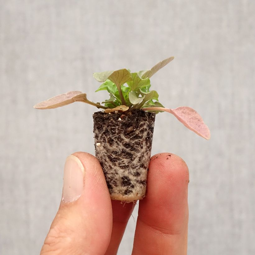 Esemplare di Viola Cool Wave Pink Yellow Bicolore mini zolla... come consegnato in autunno