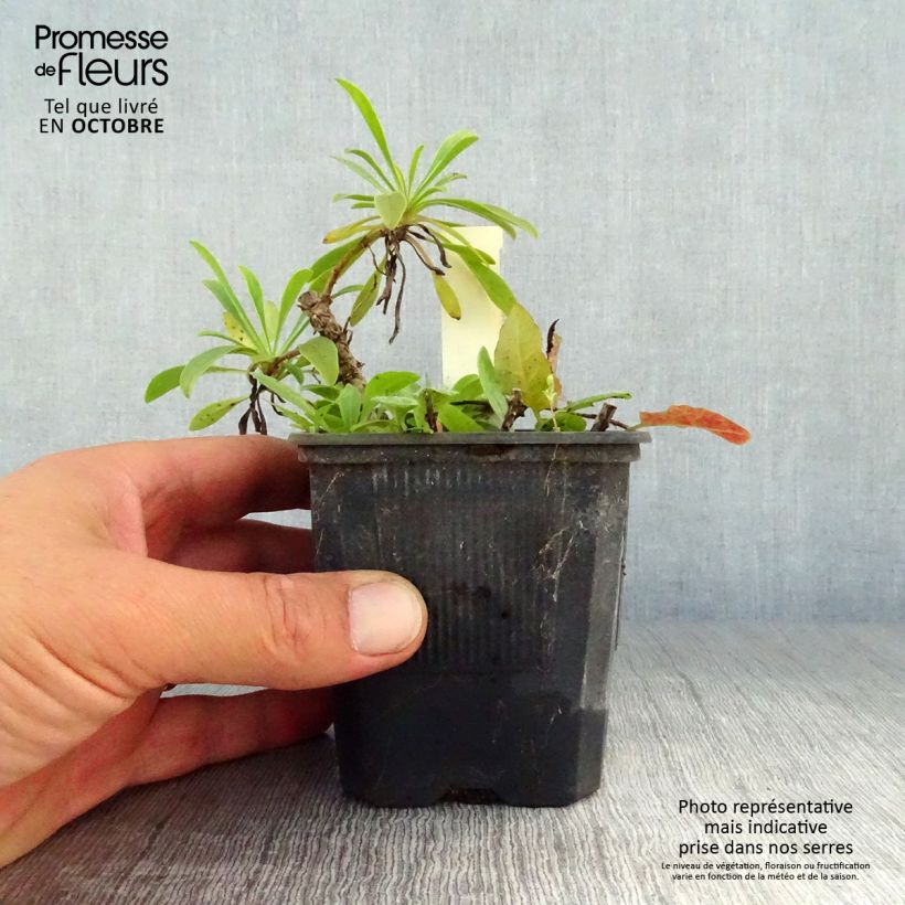 Esemplare di Penstemon barbatus Coccineus Vasetto da 8/9 cm come consegnato in autunno