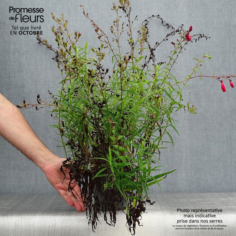 Esemplare di Penstemon barbatus Coccineus Vaso da 2L/3L come consegnato in autunno