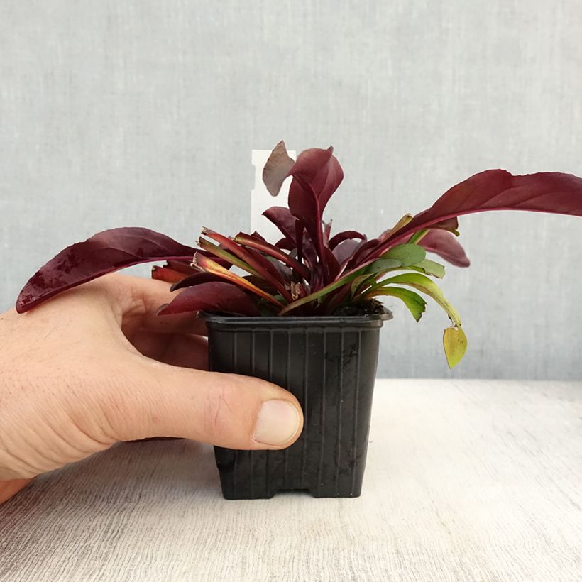 Esemplare di Penstemon digitalis Dakota Burgundy Vasetto da 8/9 cm come consegnato in autunno