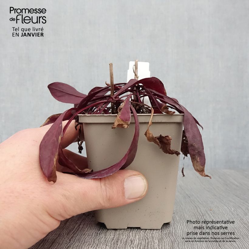 Penstemon digitalis Dakota Burgundy Vasetto da 8/9 cm esemplare consegnato in inverno