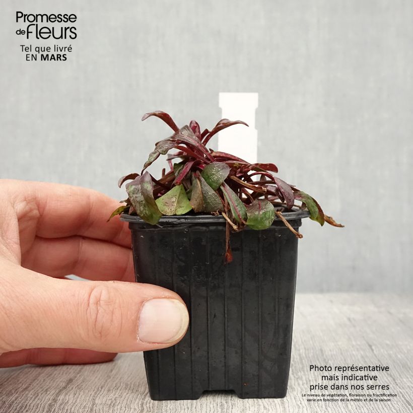 Penstemon digitalis Dakota Burgundy Vasetto da 8/9 cm esemplare consegnato in primavera