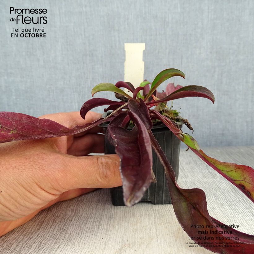 Esemplare di Penstemon digitalis Dakota Verde Vasetto da 8/9 cm come consegnato in autunno