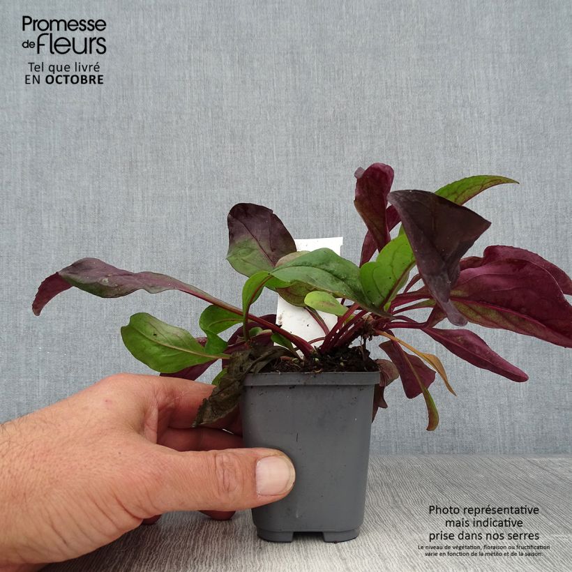 Esemplare di Penstemon digitalis Dark Towers Vasetto da 8/9 cm come consegnato in autunno
