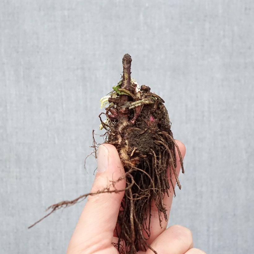 Penstemon digitalis Dark Towers Piante piccole a radice nuda esemplare consegnato in inverno