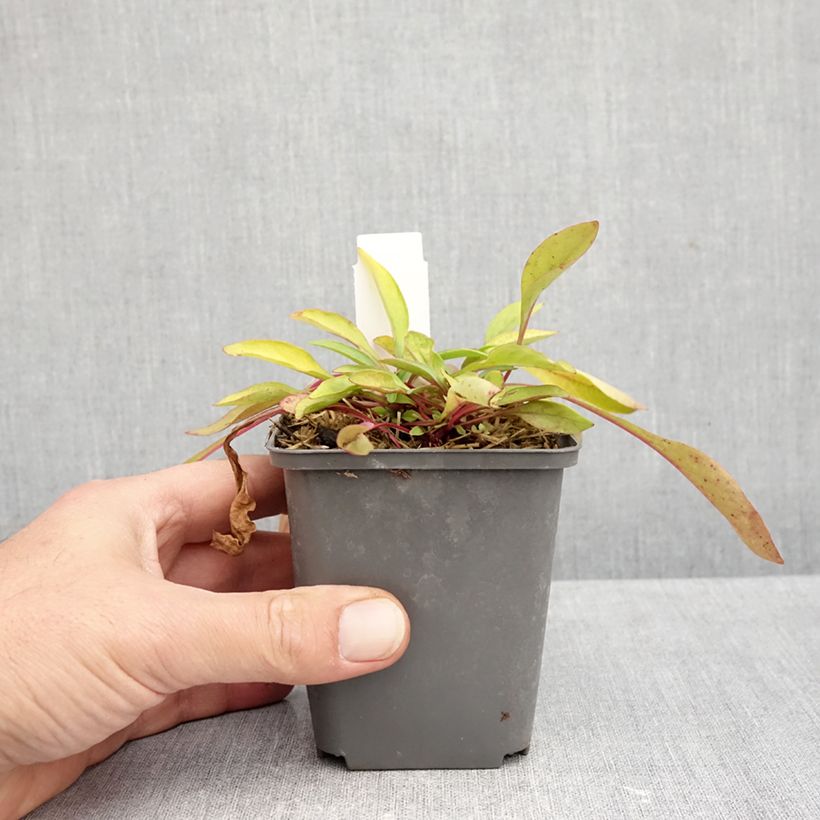 Esemplare di Penstemon digitalis Goldfinger Vasetto da 7/8 cm come consegnato in autunno