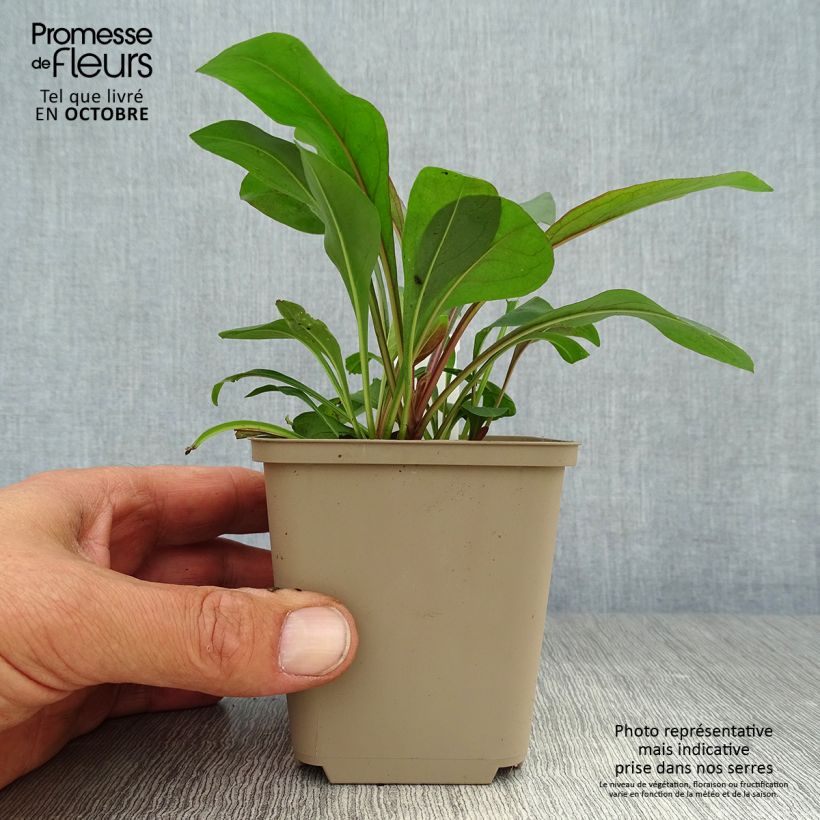 Esemplare di Penstemon digitalis Pocahontas Vasetto da 8/9 cm come consegnato in autunno