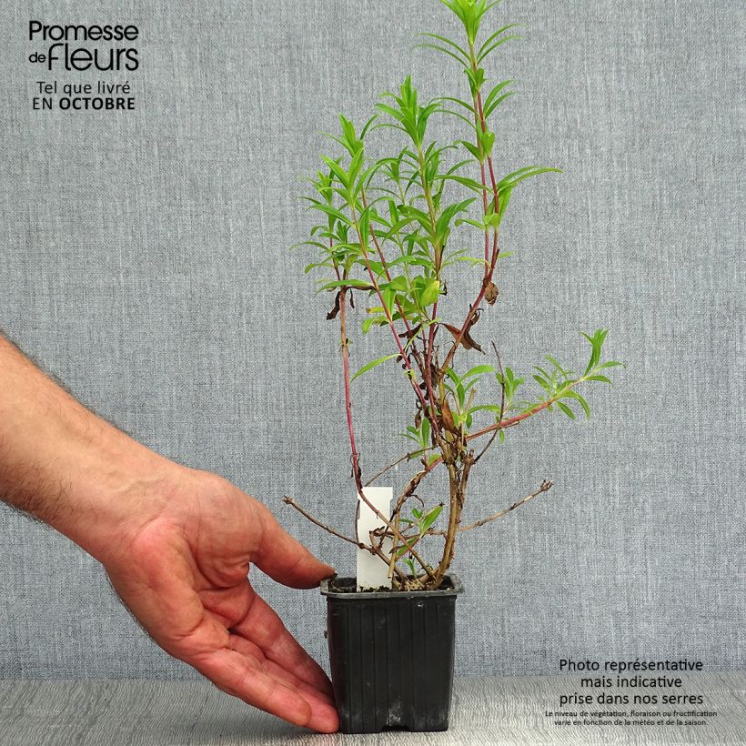 Esemplare di Penstemon Hewell Pink Bedder Vasetto da 8/9 cm come consegnato in autunno