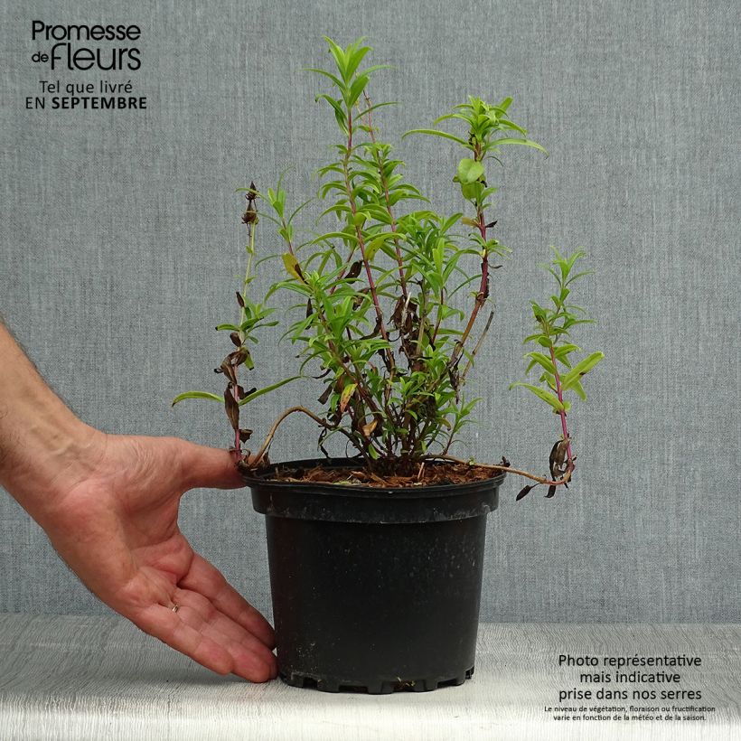 Esemplare di Penstemon Hewell Pink Bedder Vaso da 2L/3L come consegnato in autunno