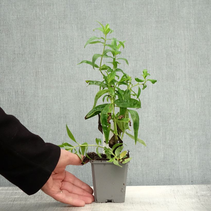 Esemplare di Penstemon Alice Hindley Vasetto da 8/9 cm come consegnato in autunno