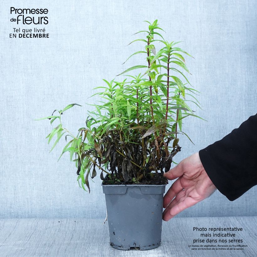 Esemplare di Penstemon Blackbird Vaso da 2L/3L come consegnato in autunno