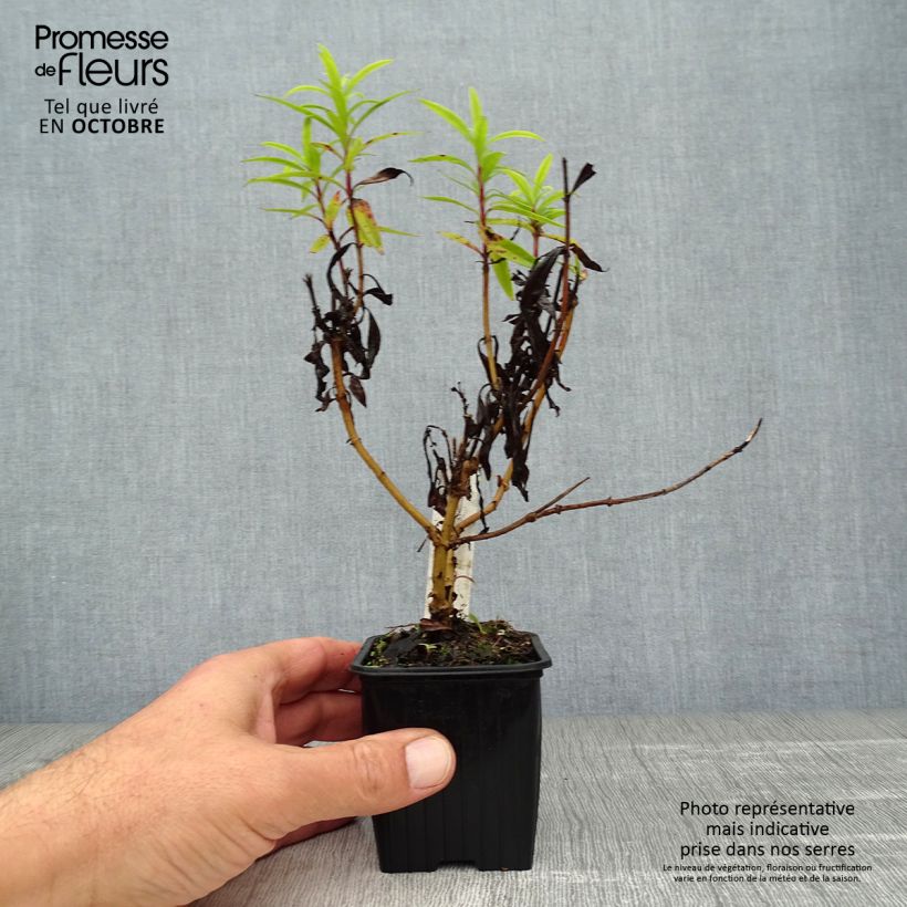 Esemplare di Penstemon Blackbird Vasetto da 7/8 cm come consegnato in autunno