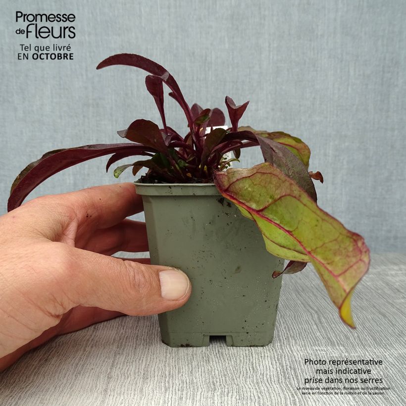 Esemplare di Penstemon digitalis Husker Red Vasetto da 8/9 cm come consegnato in autunno