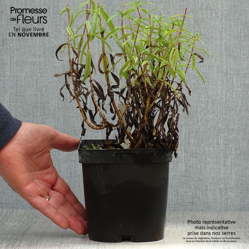 Esemplare di Penstemon Schoenholzeri Vaso da 2L/3L come consegnato in autunno