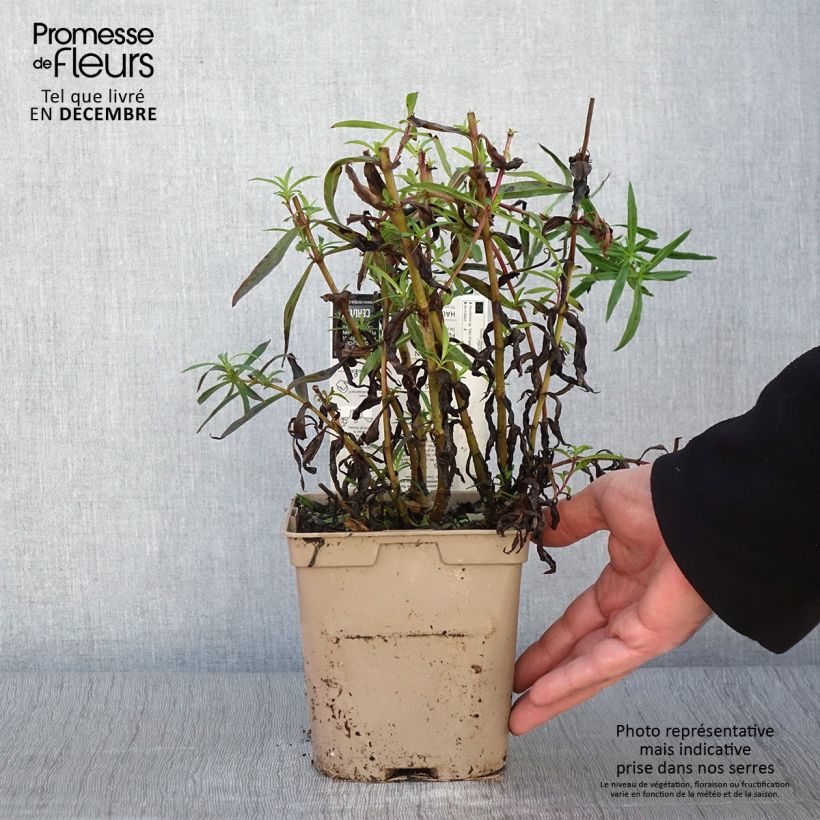 Esemplare di Penstemon Sour Grapes Vaso da 2L/3L come consegnato in autunno