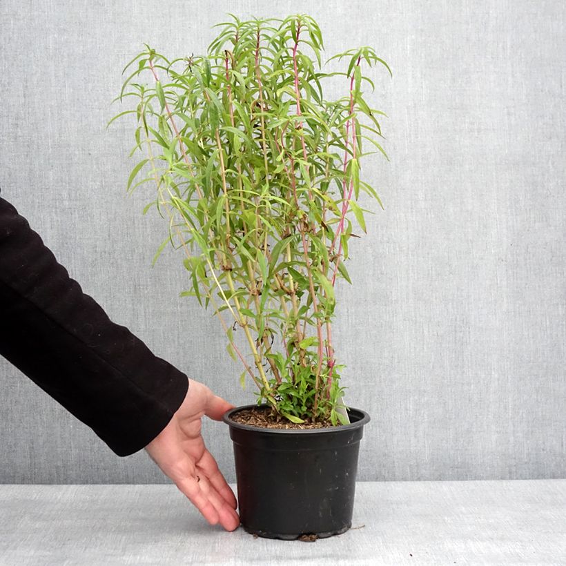 Penstemon Sour Grapes Vaso da 2L/3L esemplare consegnato in inverno