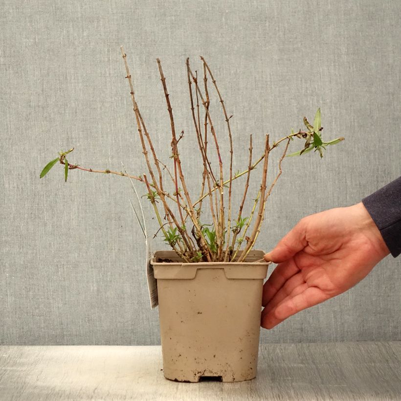 Penstemon Sour Grapes Vaso da 2L/3L esemplare consegnato in primavera