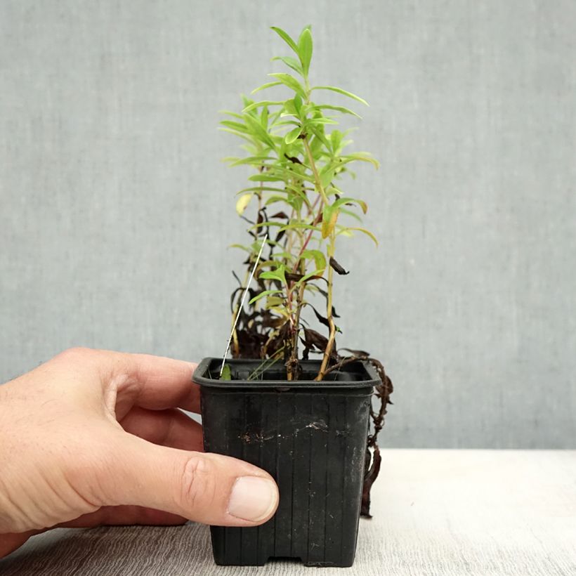 Esemplare di Penstemon Le Phare Vasetto da 8/9 cm come consegnato in autunno
