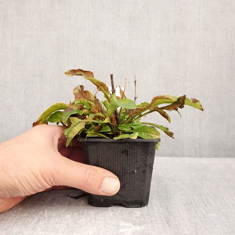 Esemplare di Penstemon Nova Pearl Vasetto da 8/9 cm come consegnato in autunno