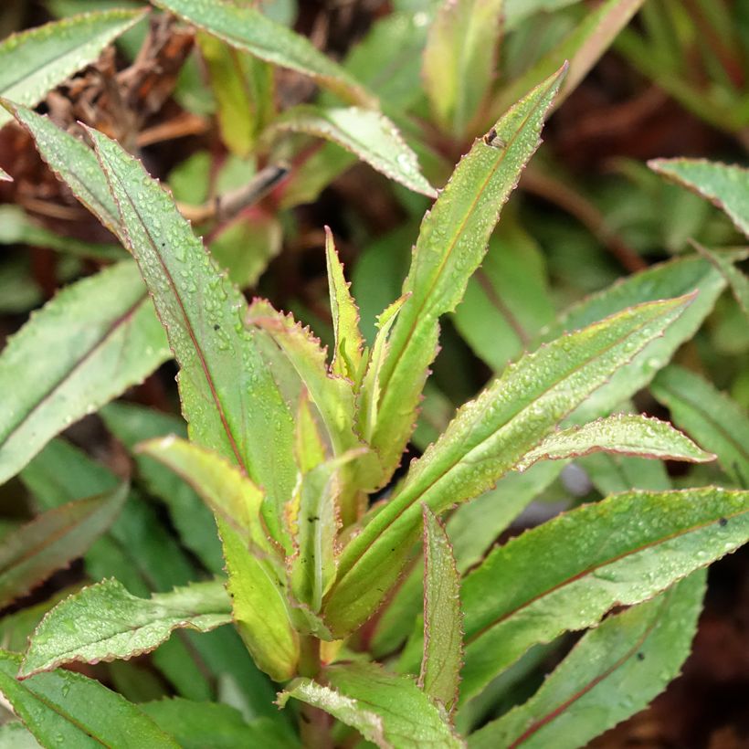 Penstemon Nova Twilight (Fogliame)