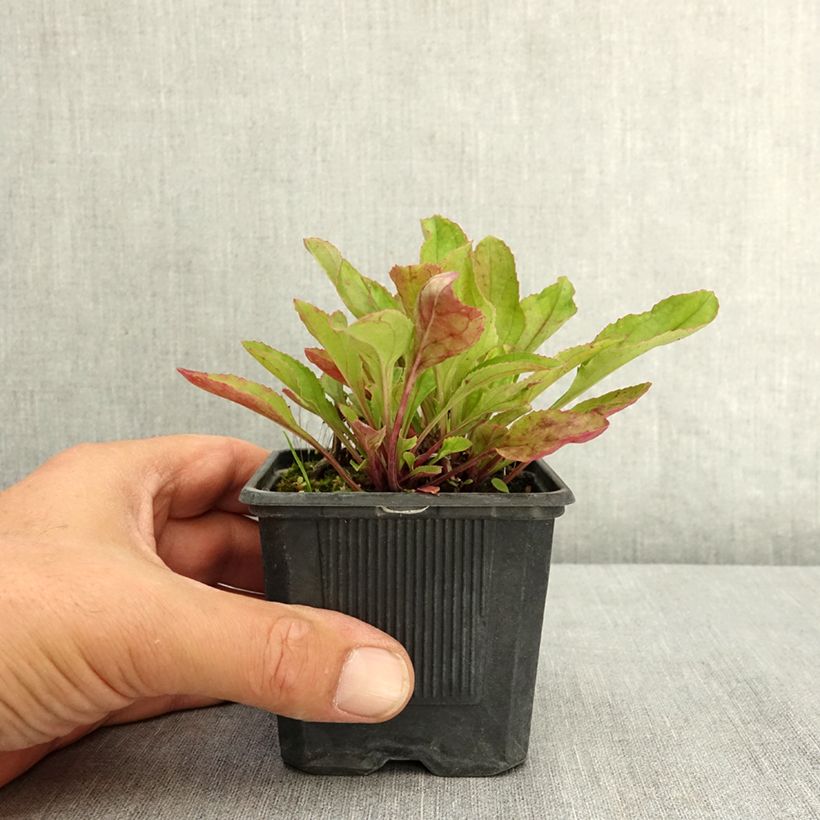 Esemplare di Penstemon Nova Twilight Vasetto da 8/9 cm consegnato in estate
